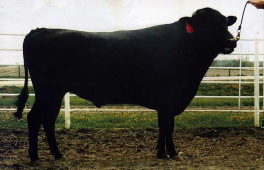 LMR RIO 2194K ET - LMRF22T2194 - FB111302 - SIRE MYMFQ007 ARUBIAL BOND Q007 (AI) (ET) - Rio is standing at Flying A Wagyu 100% Full Blood Black Wagyu